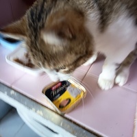 photo de livraison pour L'école du Chat d'Ollioules