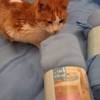 photo de livraison pour Les chats de chez nous