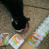 photo de livraison pour Au Bonheur des Chats Libres