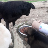 photo de livraison pour Help Doggy