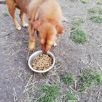 photo de livraison pour Serbian Society for the Protection of Animals - SSPA