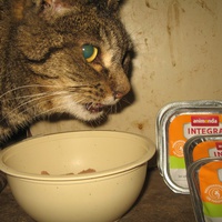 photo de livraison pour Jardin des Chats