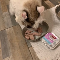 photo de livraison pour Chats Grains d'Amour