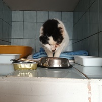 photo de livraison pour L'école du Chat d'Ollioules