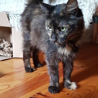 photo de livraison pour Catmondou