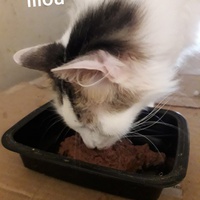 photo de livraison pour Une vie, Un chat