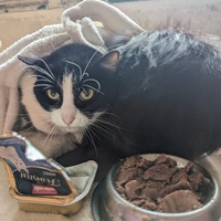 photo de livraison pour Les Pattounes de Théo