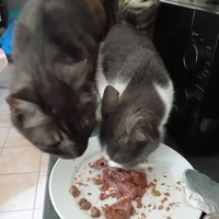 photo de livraison pour Les Félins Concitoyens de Saint Eliph