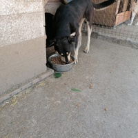 photo de livraison pour asociatia centrul de formare pentru activitati voluntare natura deva