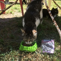 photo de livraison pour Protection Animale Amélienne