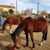 photo de livraison pour Anim'all