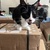 photo animal