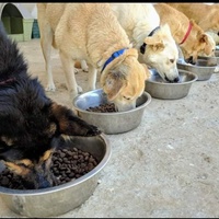 photo de livraison pour SOS Animaux Tunisie