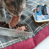 photo de livraison pour Cat Miaou