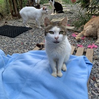photo de livraison pour Les chats de chez nous