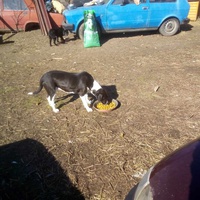 photo de livraison pour Serbian Society for the Protection of Animals - SSPA
