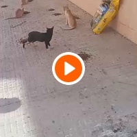 photo de livraison pour Comme Chiens et Chats Maroc