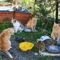 photo de livraison pour Amis des Chats de Port-Vendre