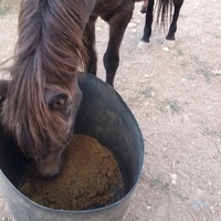 photo de livraison pour Equi-Libre : Droit à la Retraite Equine