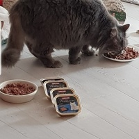 photo de livraison pour La Vraie Magie des Chats