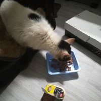 photo de livraison pour Les chats de l'Indifférence