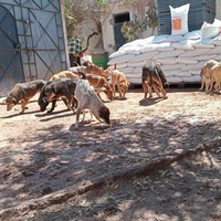 photo de livraison pour Help Adopt Moroccan Animals
