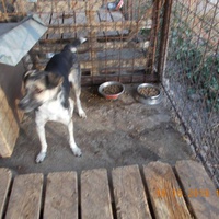 photo de livraison pour Pro Animals Finland ry