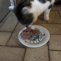 photo de livraison pour The Funny Farm Cat Rescue