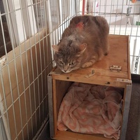 photo de livraison pour Les chats Port-Saint-Louisiens