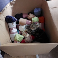 photo de livraison pour Les Chats de Cooper