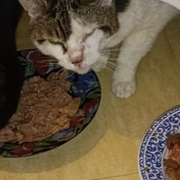photo de livraison pour Protect Cat