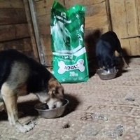 photo de livraison pour Beta Zajecar