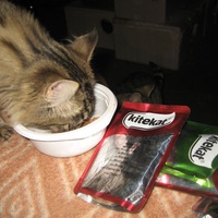 photo de livraison pour Jardin des Chats