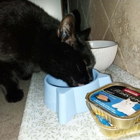 photo de livraison pour Clan du chat libre