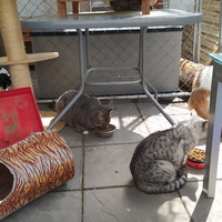 photo de livraison pour Protect Cat