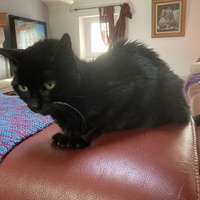 photo de livraison pour Association Des  Chats  De Hyeres