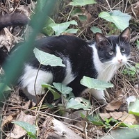 photo de livraison pour Ecole du Chat Libre de Port-Vendres