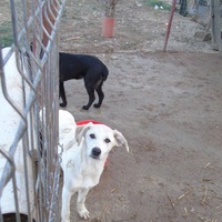 photo de livraison pour Animal Shields Oradea