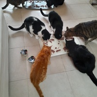 photo de livraison pour Les Amis de Michouette