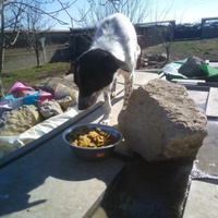 photo de livraison pour Serbian Society for the Protection of Animals - SSPA