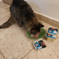 photo de livraison pour Clan du chat libre