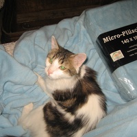 photo de livraison pour Jardin des Chats