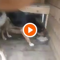 photo de livraison pour Ruka za Sapu