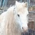 photo animal