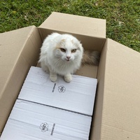 photo de livraison pour Les chats de Feelin’ Good