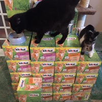 photo de livraison pour Vallée des Chats