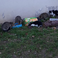 photo de livraison pour Terre des Bêtes