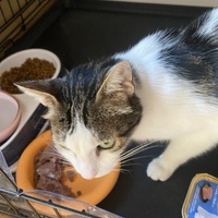 photo de livraison pour Les chats Port-Saint-Louisiens