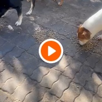 photo de livraison pour Comme Chiens et Chats Maroc