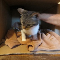 photo de livraison pour Vallée des Chats